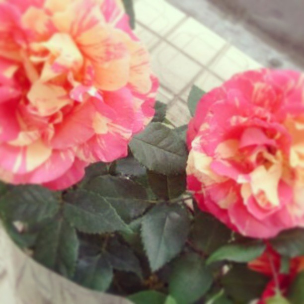 182461_494039123967400_1399923842_n