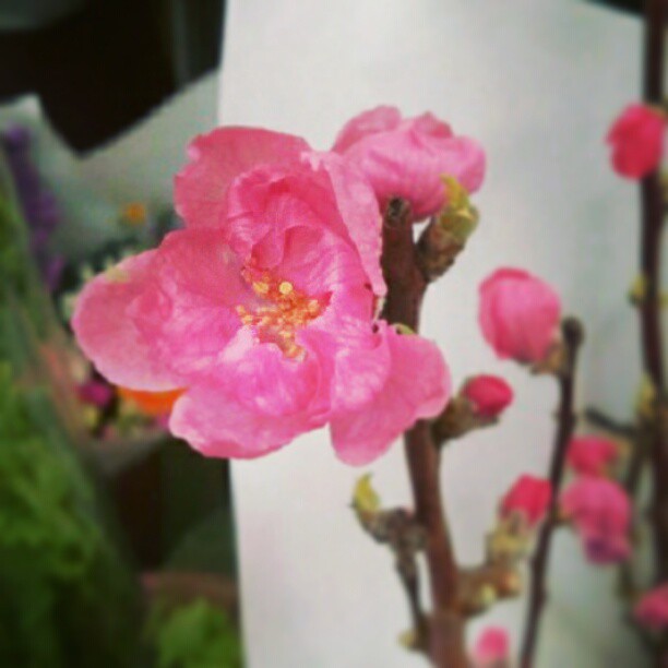 421471_490004144370898_380579462_n