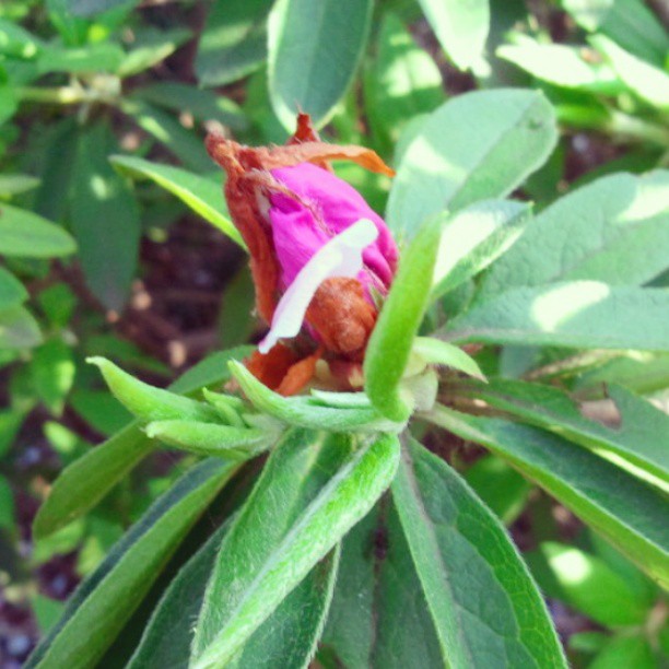 305945_503741636330482_626940496_n