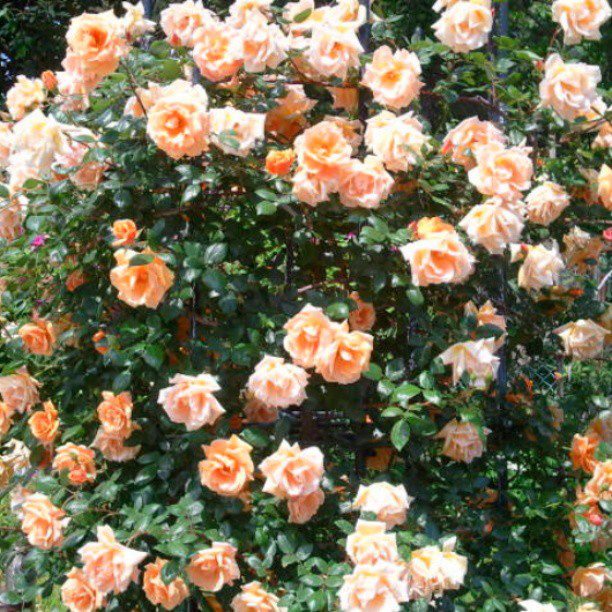 302929_514167488621230_611224644_n