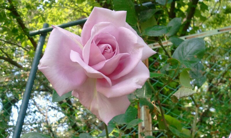 603769_514160891955223_1501697804_n