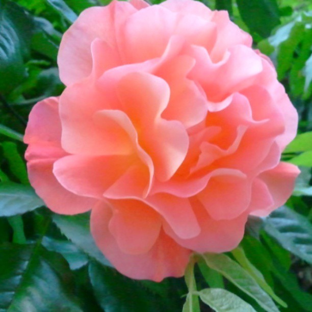 65653_514760568561922_817033027_n