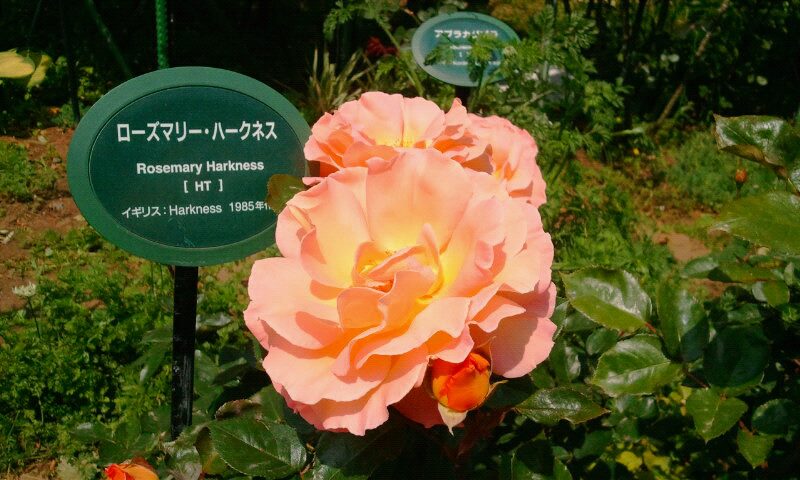 923156_514431555261490_421073551_n