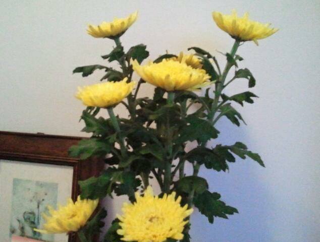 1377357_578494628855182_1651671539_n