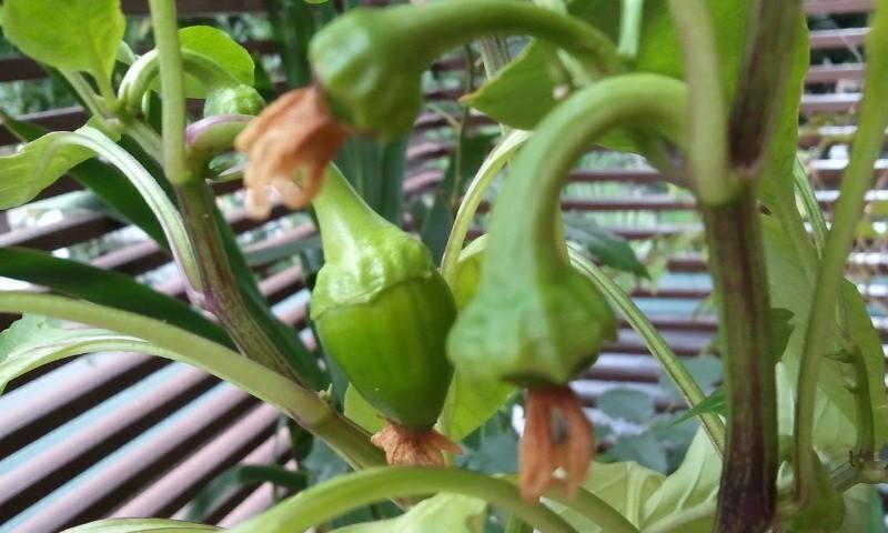 1385253_572197482818230_1877384209_n