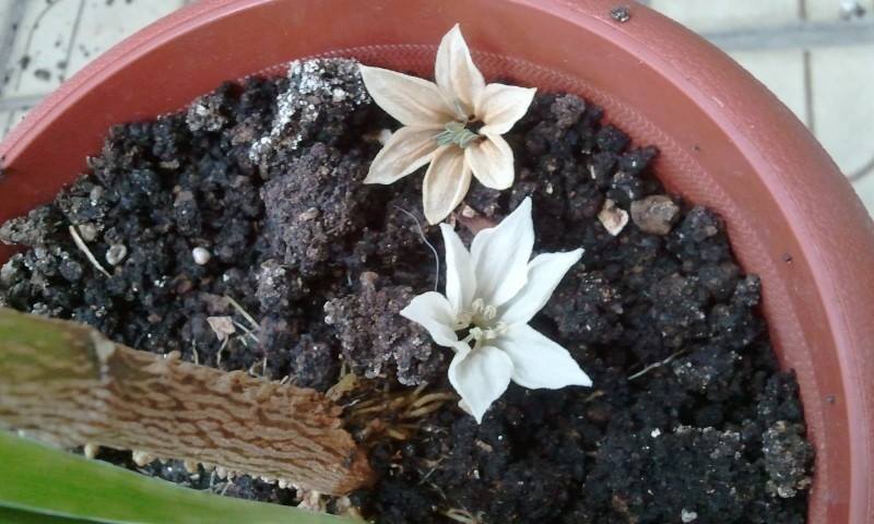 1391549_572197389484906_2085259231_n