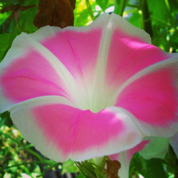 1186199_551455278225784_1299411679_n