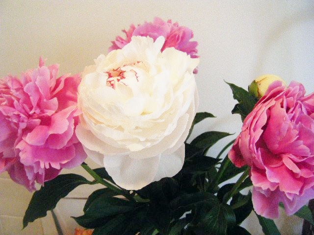 381243_271808069523841_285164318_n