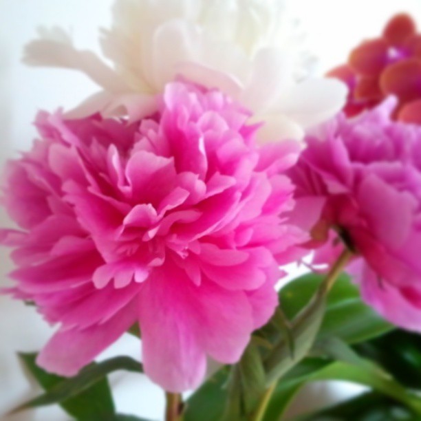 945699_517432608294718_999617880_n