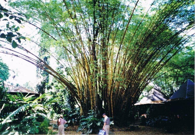 ブラジル写真 植物2