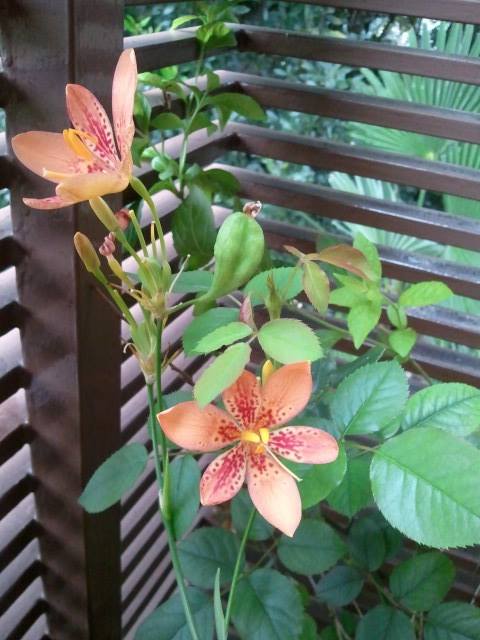 10635940_714959455208698_6378609859487225655_n