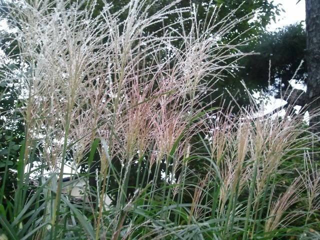 10155863_724025230968787_6691831005880783829_n