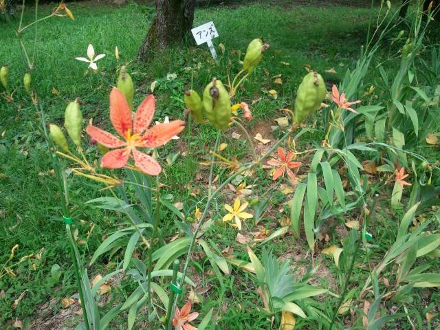 1920361_709838272387483_2012615125003252271_n