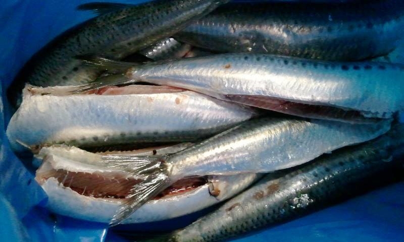 10734117_906748749336058_1140816747128607981_n