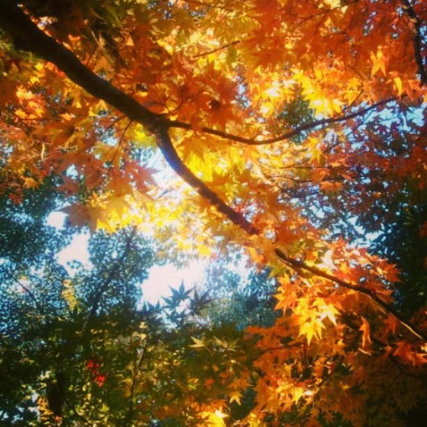 10171913_751629674875009_2143701370528651522_n