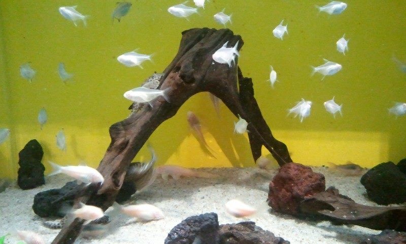 10383009_750926741611969_4525464859717927359_n