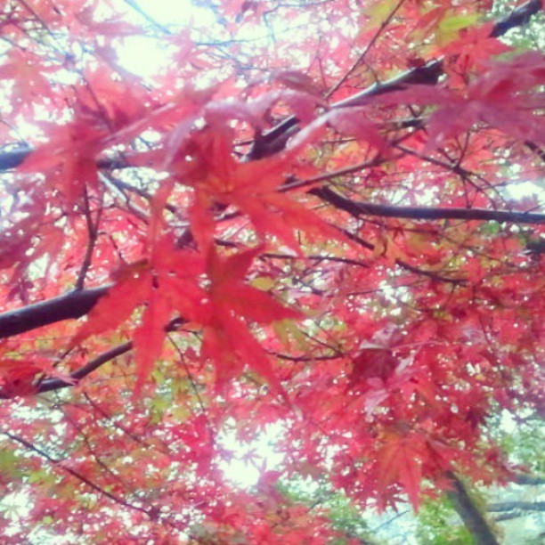 10603706_743011949070115_830922453576628236_n