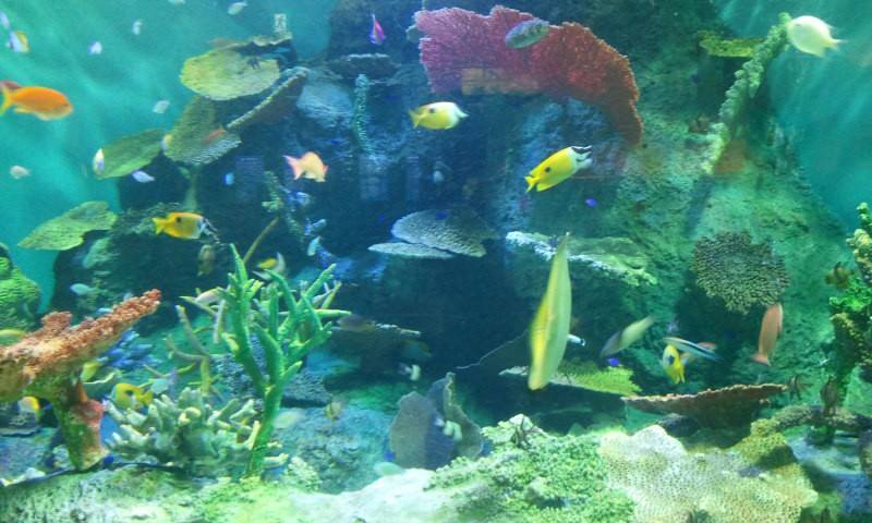 1476582_750926644945312_4813629476180386228_n