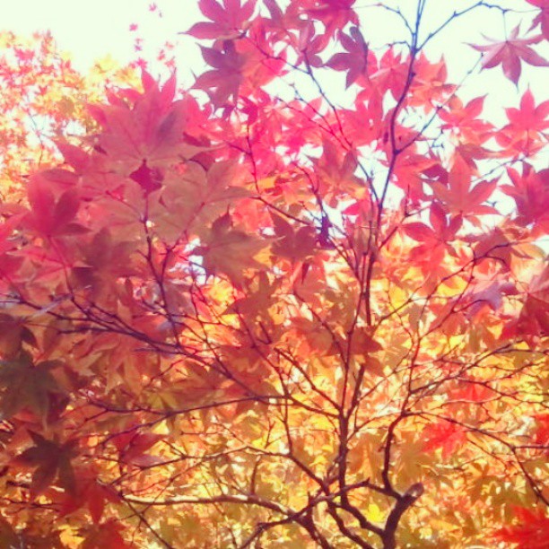 1536454_751275448243765_6183679169557712054_n