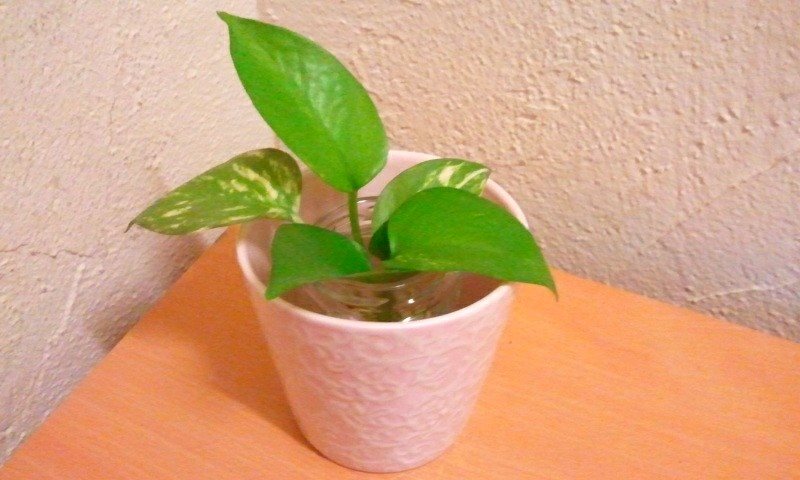 10940525_775033029219364_3228906226313039742_n