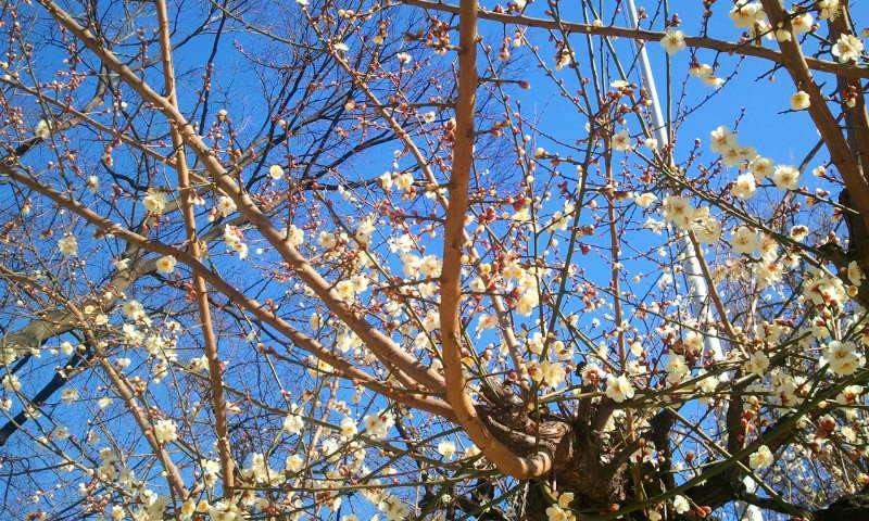 10610879_789878634383446_4393929976352131877_n