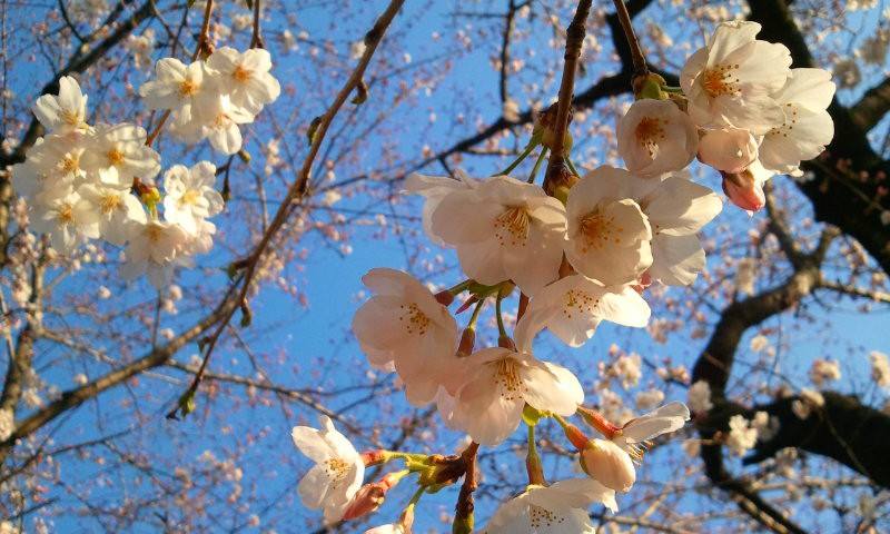 10407660_802250313164302_5271868725330695523_n