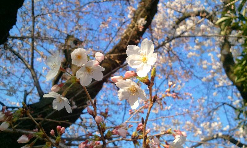 11074712_802250283164305_95162787207819007_n