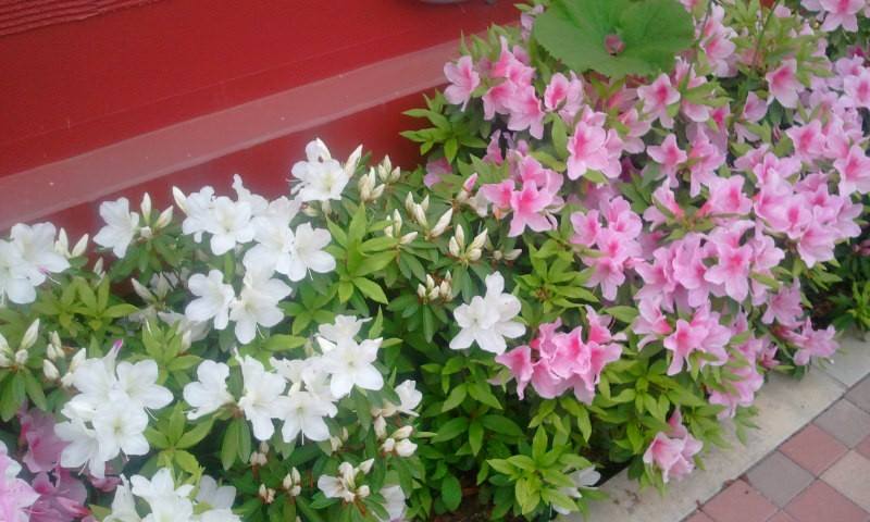 11062795_814895845233082_7264557373826575449_n