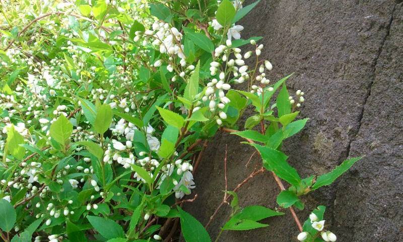 11150249_1019520608058871_4429259699305617974_n