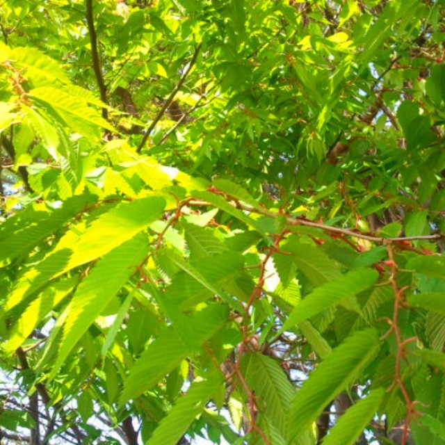 11156115_829274773777165_123237550415943672_n