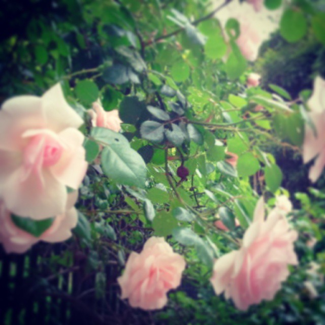 11041114_835271019844207_1854266962245778970_n