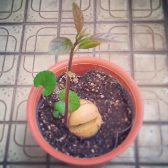 11156269_833549300016379_5316425300042945480_n