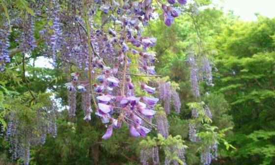 19727_833207820050527_6974501460208805329_n