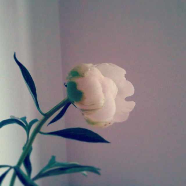 10407836_844713385566637_5418495135557618084_n