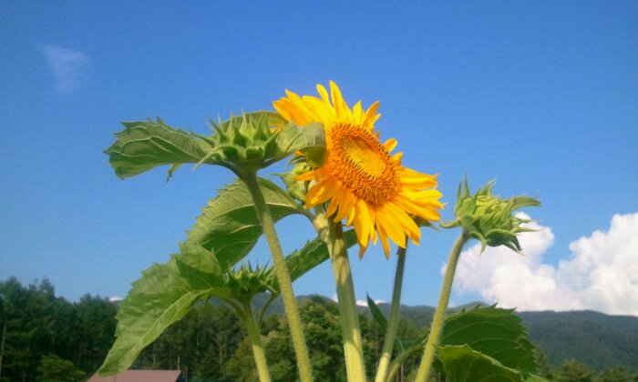 2015-08-05 15.53.14.jpg image