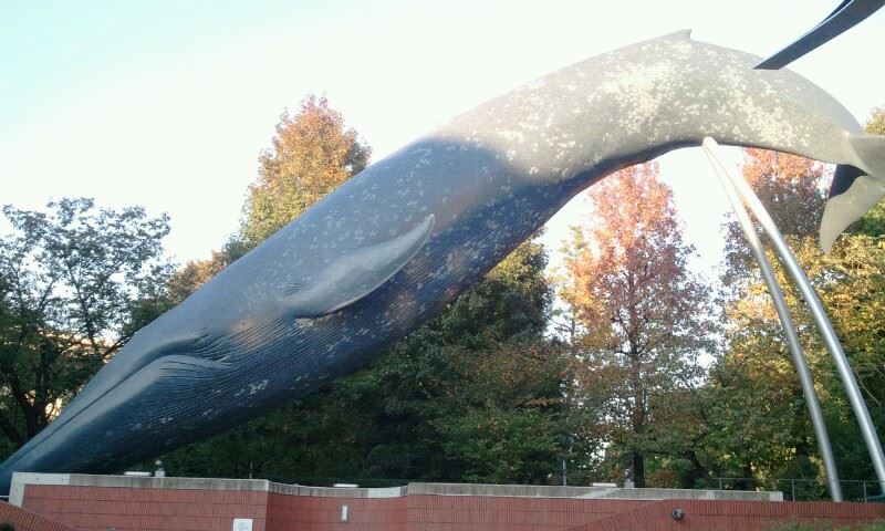 12187826_906443989393576_5933076068575137042_n