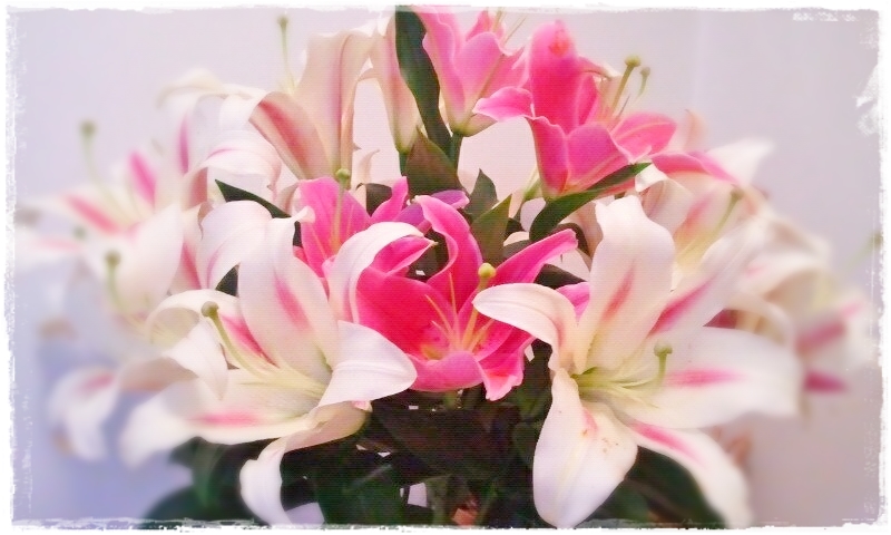 12338_540846869286625_100706406_n