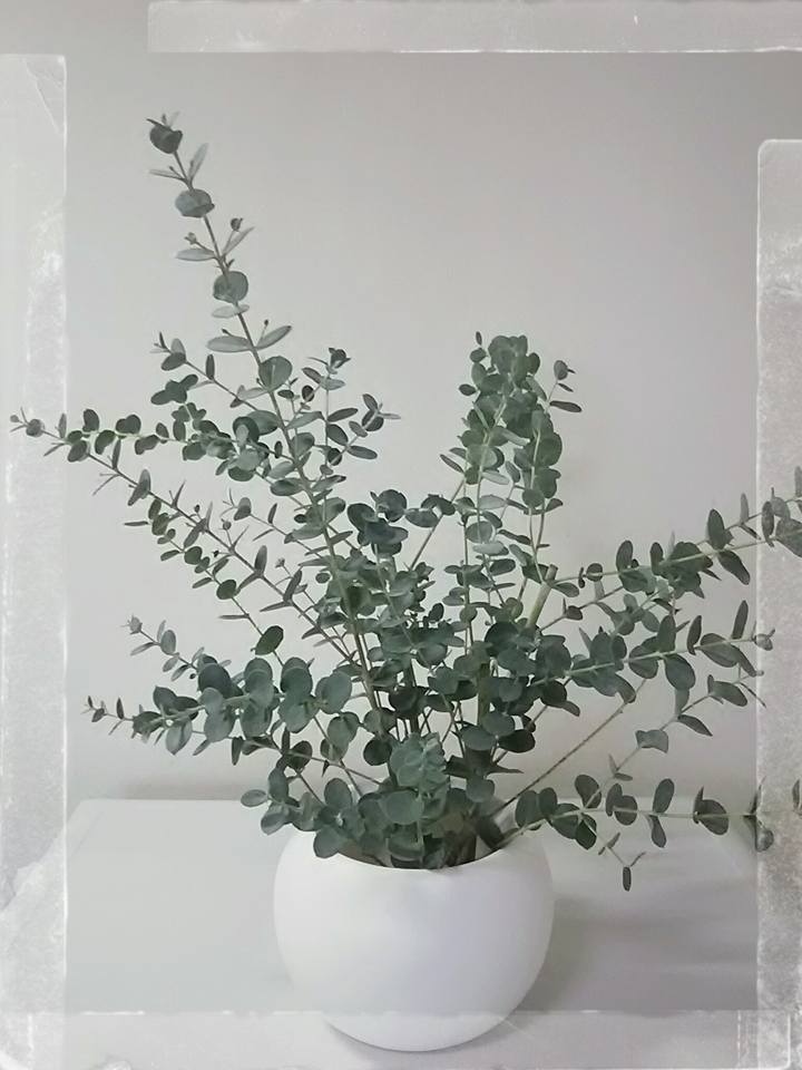 12509562_938521352852506_7363036081027972914_n