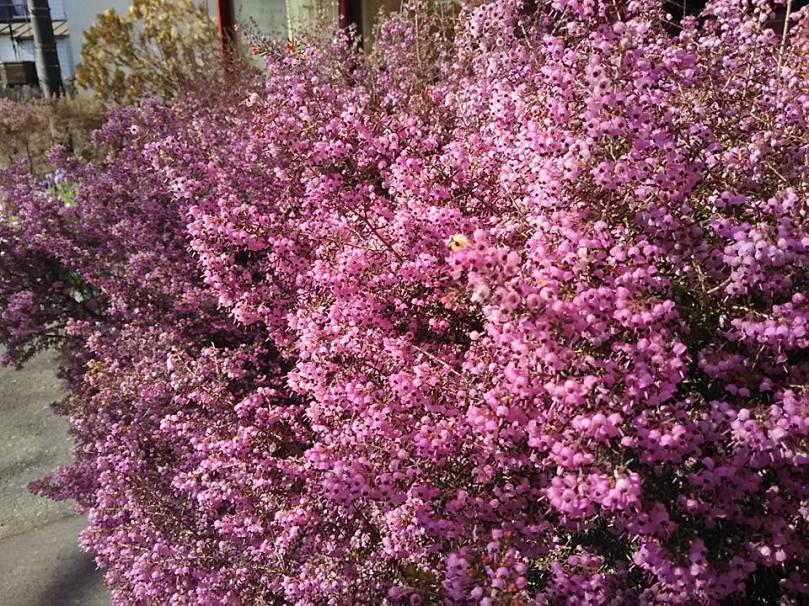 12647176_948458491858792_7923291138797766489_n