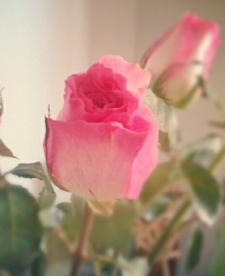 184615_474546479249998_2020904007_n