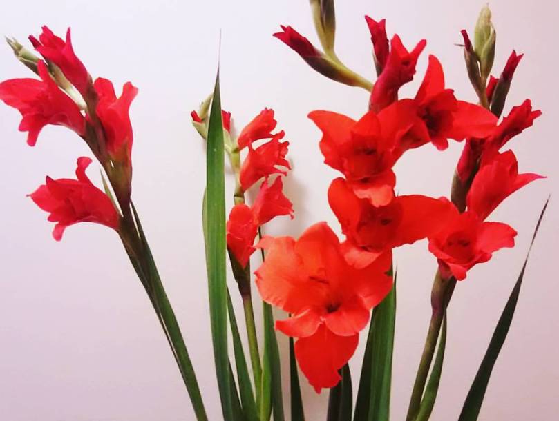 13698131_1065836020121038_1947340859288054048_o