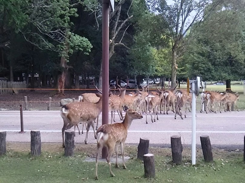 wp-1471252434050 image