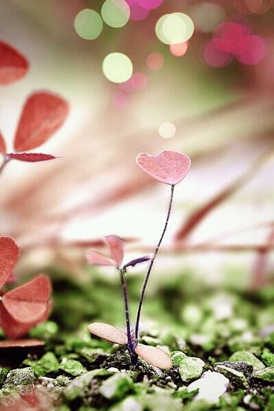 564101_439649716073008_1295040818_n